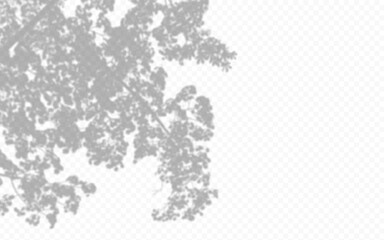 Shadow overlay from a tree branch isolated on a transparent background.