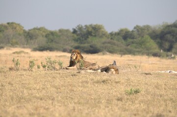 Lion in wild savanna , Animal of africa 