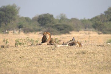 Lion in wild savanna , Animal of africa 