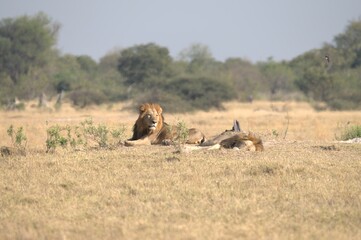 Lion in wild savanna , Animal of africa 