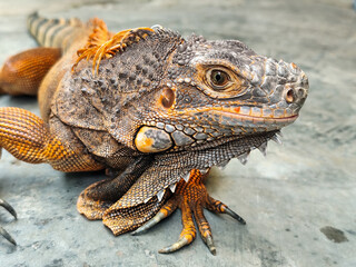An orange iguana, sitting on a rock, with a natural blurred background. Iguanas are herbivorous animals.