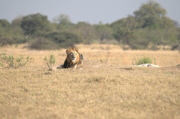 Lion in wild savanna , Animal of africa 