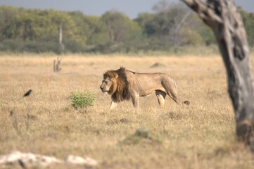 Lion in wild savanna , Animal of africa 