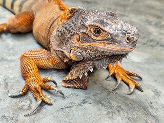 An orange iguana, sitting on a rock, with a natural blurred background. Iguanas are herbivorous animals.