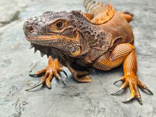 An orange iguana, sitting on a rock, with a natural blurred background. Iguanas are herbivorous animals.