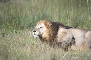 Lion in wild savanna , Animal of africa 