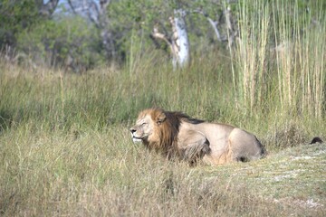 Lion in wild savanna , Animal of africa 