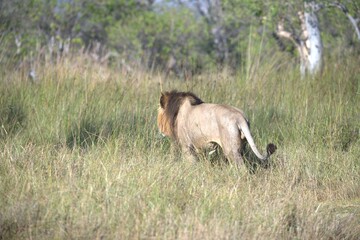 Lion in wild savanna , Animal of africa 