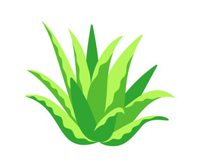 Green Aloe Vera Plant Growing on White Background