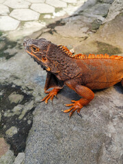 An orange iguana, sitting on a rock, with a natural blurred background. Iguanas are herbivorous animals.