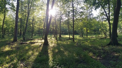 Obraz premium Sunlit green forest landscape tranquil summer nature scene day view calm path lush park trees woods