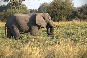 Elephant in wild savanna , Animal of africa