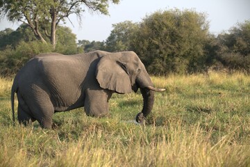 Elephant in wild savanna , Animal of africa