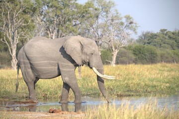 Fototapeta premium Elephant in wild savanna , Animal of africa