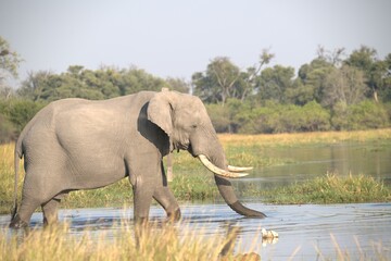Elephant in wild savanna , Animal of africa