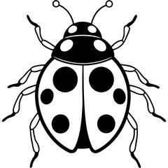 colorado potato beetle