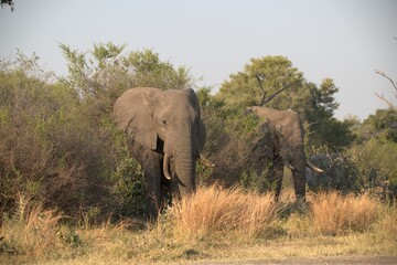 Obraz premium Elephant in wild savanna , Animal of africa