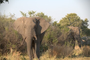 Obraz premium Elephant in wild savanna , Animal of africa