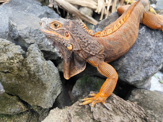 An orange iguana, sitting on a rock, with a natural blurred background. Iguanas are herbivorous animals.