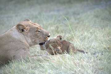 Lion in wild savanna , Animal of africa 