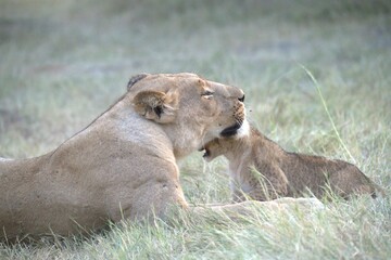 Lion in wild savanna , Animal of africa 