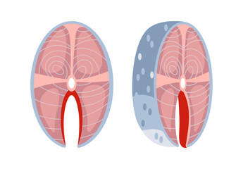 Fresh and Frozen Salmon Steaks Displaying Different Preservation Methods