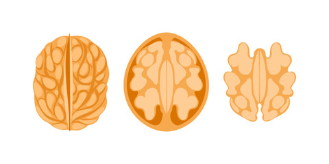 Walnut Kernel Showing Three Different Viewpoints on White Background