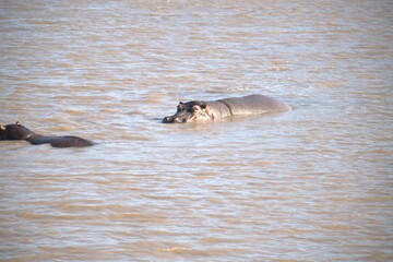 Hippopotamus in wild savanna , Animal of africa