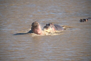 Hippopotamus in wild savanna , Animal of africa