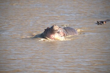 Hippopotamus in wild savanna , Animal of africa