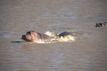 Hippopotamus in wild savanna , Animal of africa