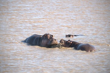 Hippopotamus in wild savanna , Animal of africa