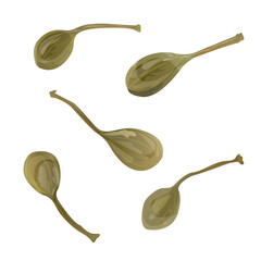 Green Pickled Buds, Capers. This botanical design is perfect for culinary, food packaging, Mediterranean cuisine, herbal products, and natural health themes