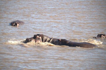 Hippopotamus in wild savanna , Animal of africa