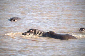Hippopotamus in wild savanna , Animal of africa