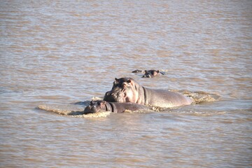 Hippopotamus in wild savanna , Animal of africa
