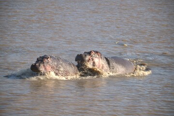 Hippopotamus in wild savanna , Animal of africa