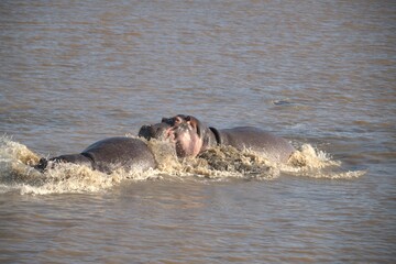 Hippopotamus in wild savanna , Animal of africa