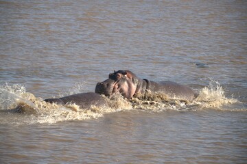 Hippopotamus in wild savanna , Animal of africa