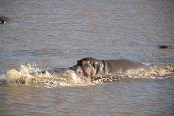 Hippopotamus in wild savanna , Animal of africa