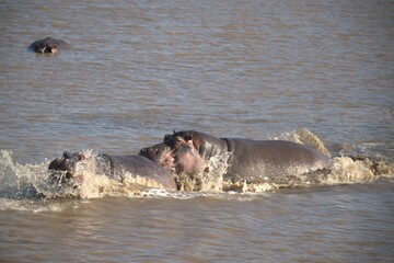 Hippopotamus in wild savanna , Animal of africa
