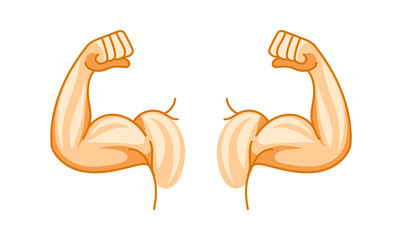 Strong arms showing biceps and fists on white background