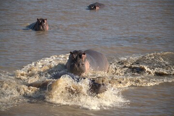 Hippopotamus in wild savanna , Animal of africa