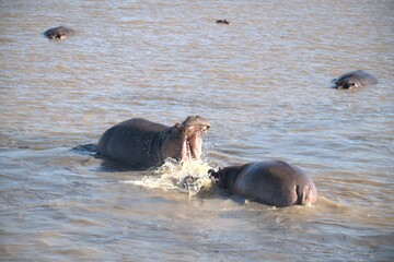 Hippopotamus in wild savanna , Animal of africa