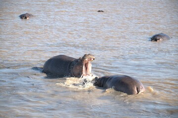 Hippopotamus in wild savanna , Animal of africa