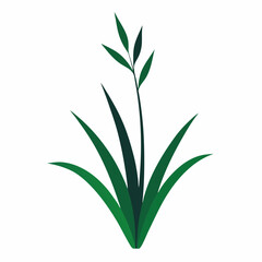 Grass Plant vector silhouette illustration isolated on white background