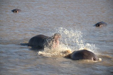 Hippopotamus in wild savanna , Animal of africa