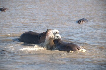 Hippopotamus in wild savanna , Animal of africa