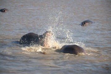 Hippopotamus in wild savanna , Animal of africa