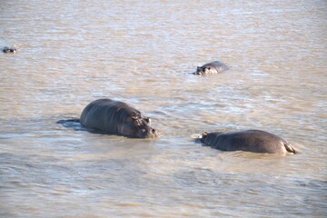 Hippopotamus in wild savanna , Animal of africa